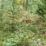 Villa Bos En Hei Veluwe Epe
