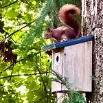 Bos En Hei Veluwe *