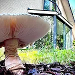 Bos En Hei Veluwe Villa *
