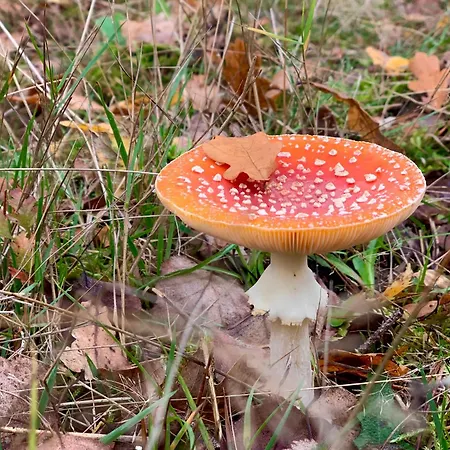 Bos En Hei Veluwe