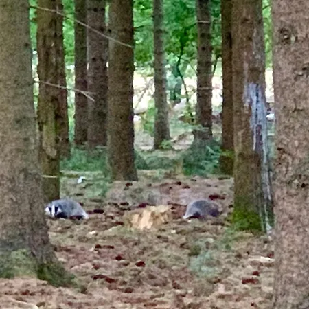 Bos En Hei Veluwe Villa Epe