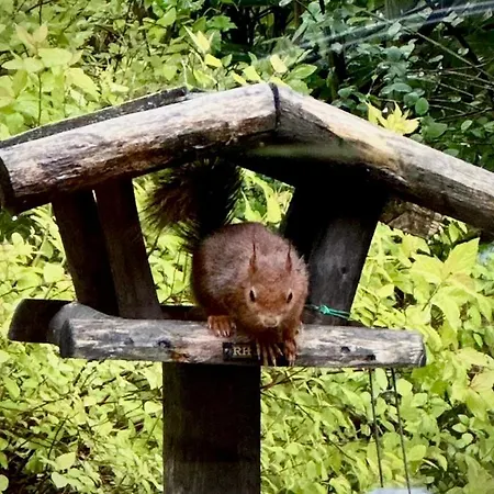 Bos En Hei Veluwe *