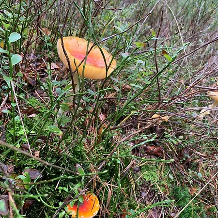 Bos En Hei Veluwe Villa Epe