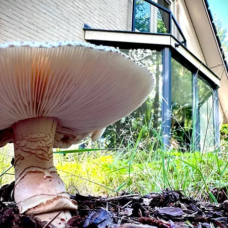 Bos En Hei Veluwe 别墅 *
