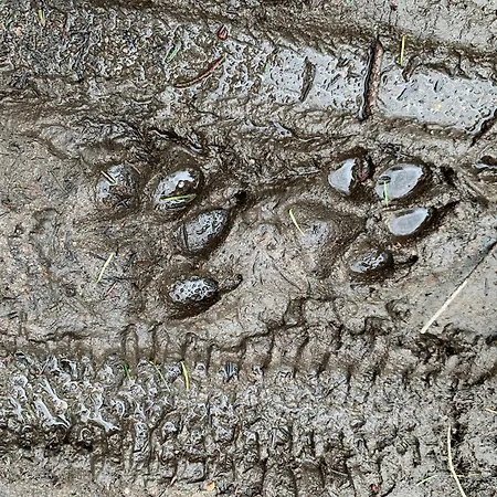 Bos En Hei Veluwe 别墅 伊皮