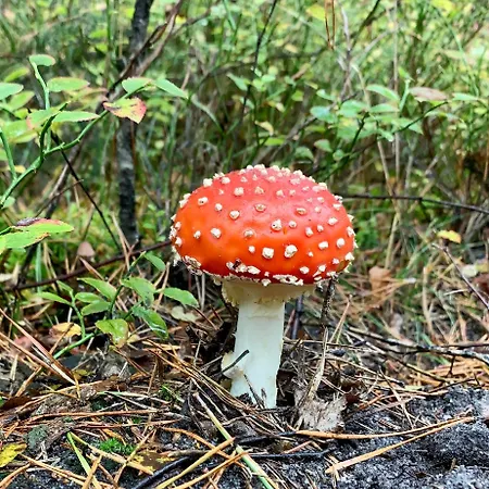 别墅 Bos En Hei Veluwe 伊皮
