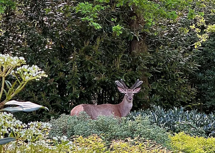 ヴィラ Bos En Hei Veluwe エーペ